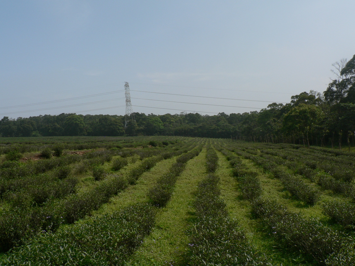 慈濟茶園