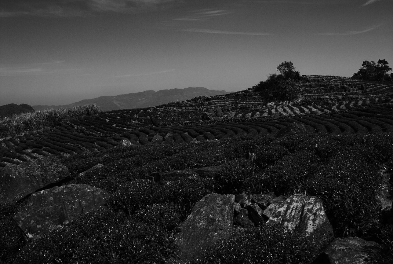家鄉坪林的茶園