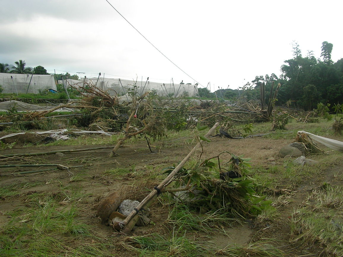 外婆家的芒果園