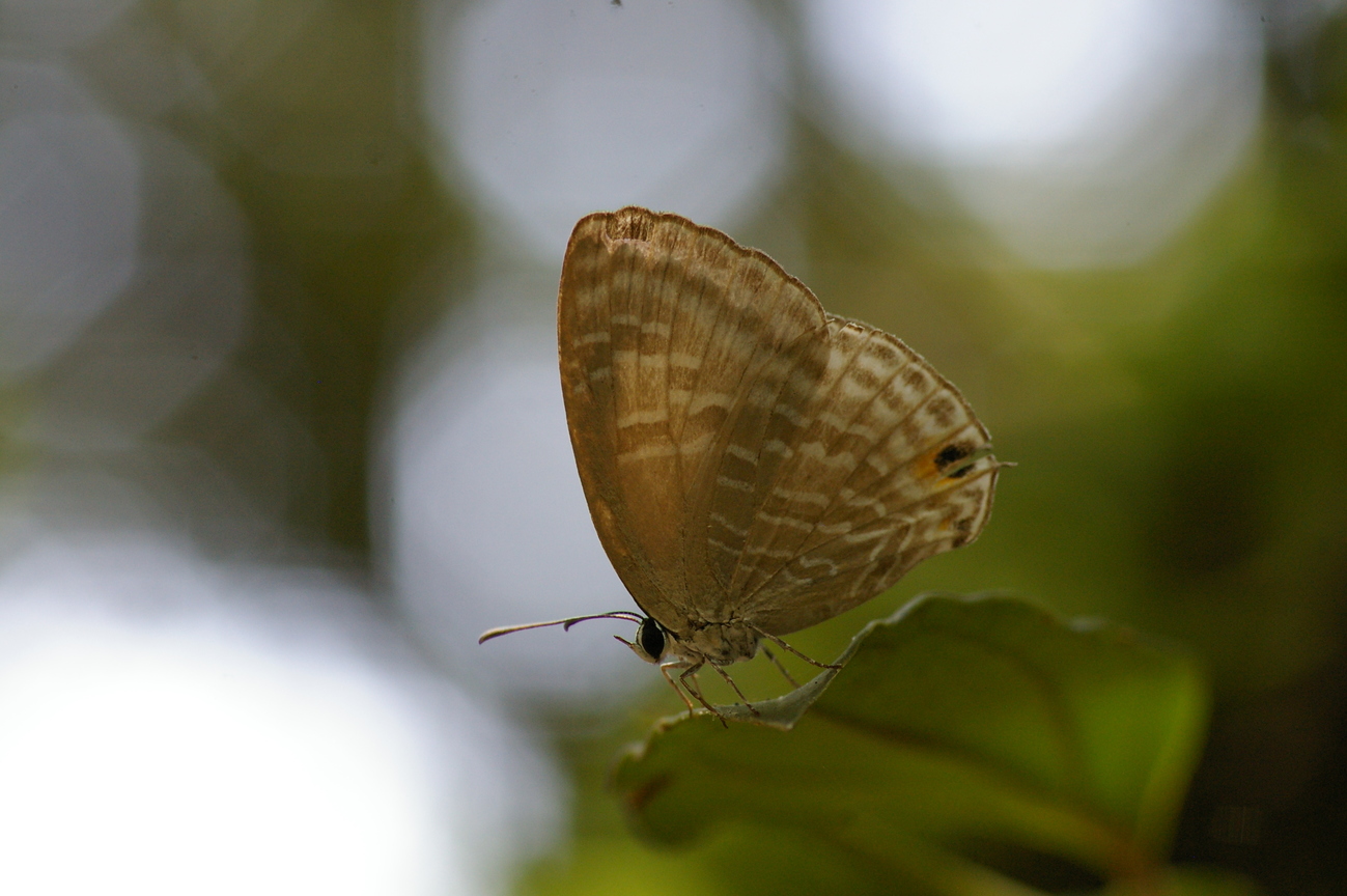 埔里波紋小灰蝶