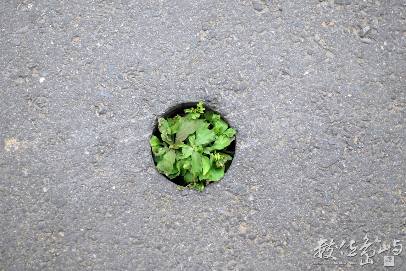 就是要生存˙新竹縣竹北市五分車路
