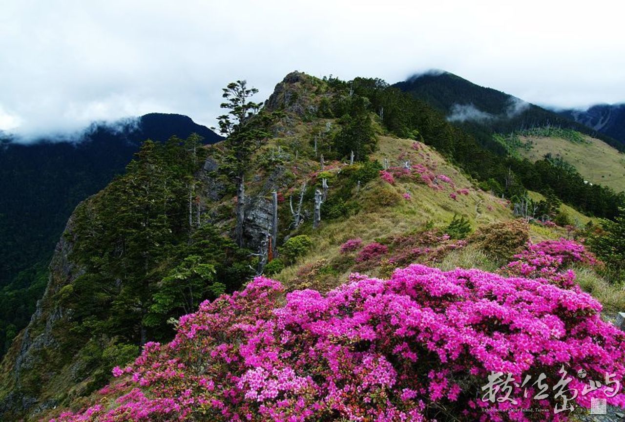 雪山紅毛杜鵑
