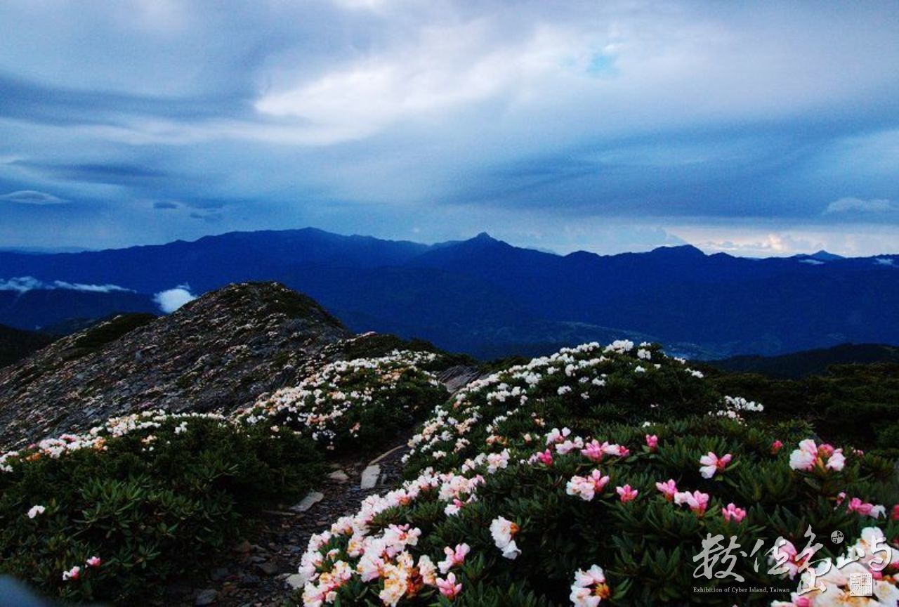 雪山主峰的杜鵑