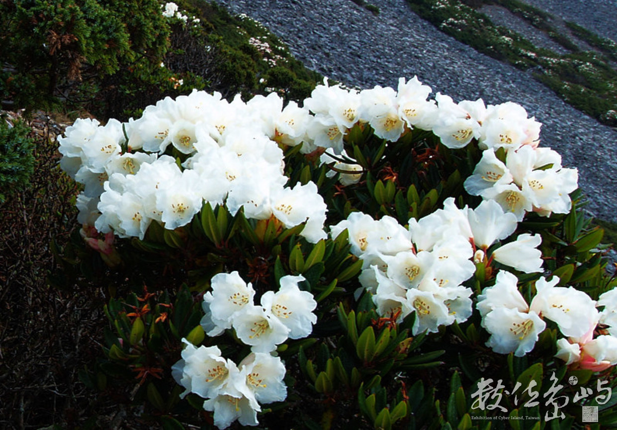 玉山白色杜鵑
