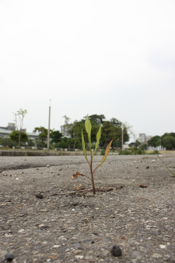 柏油路也能竄出小植物