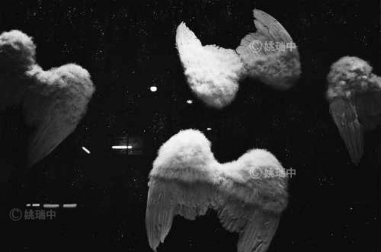 084 拷貝