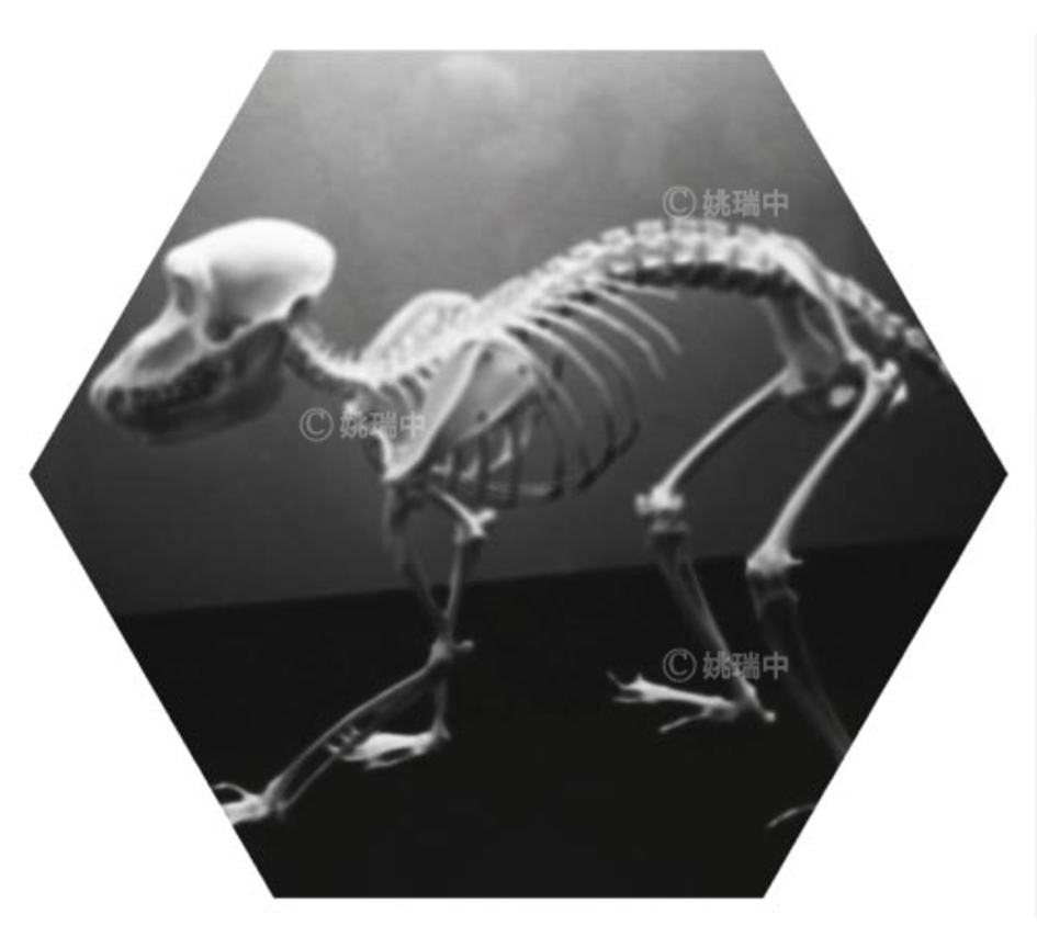 032 拷貝