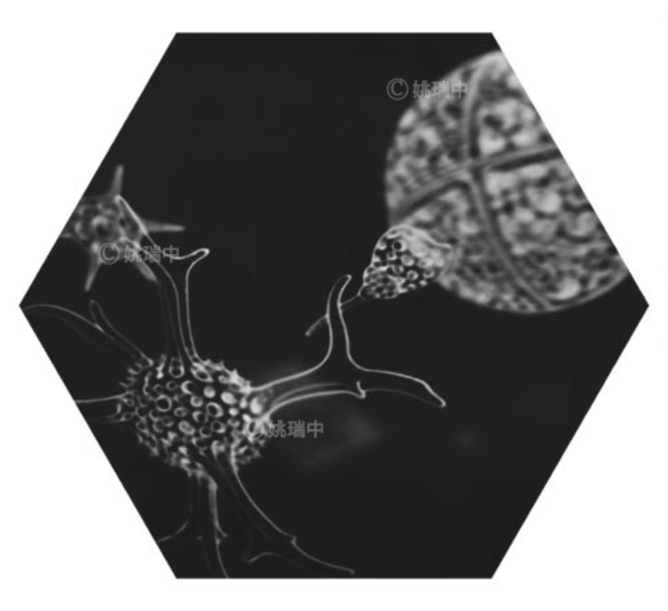 003 拷貝