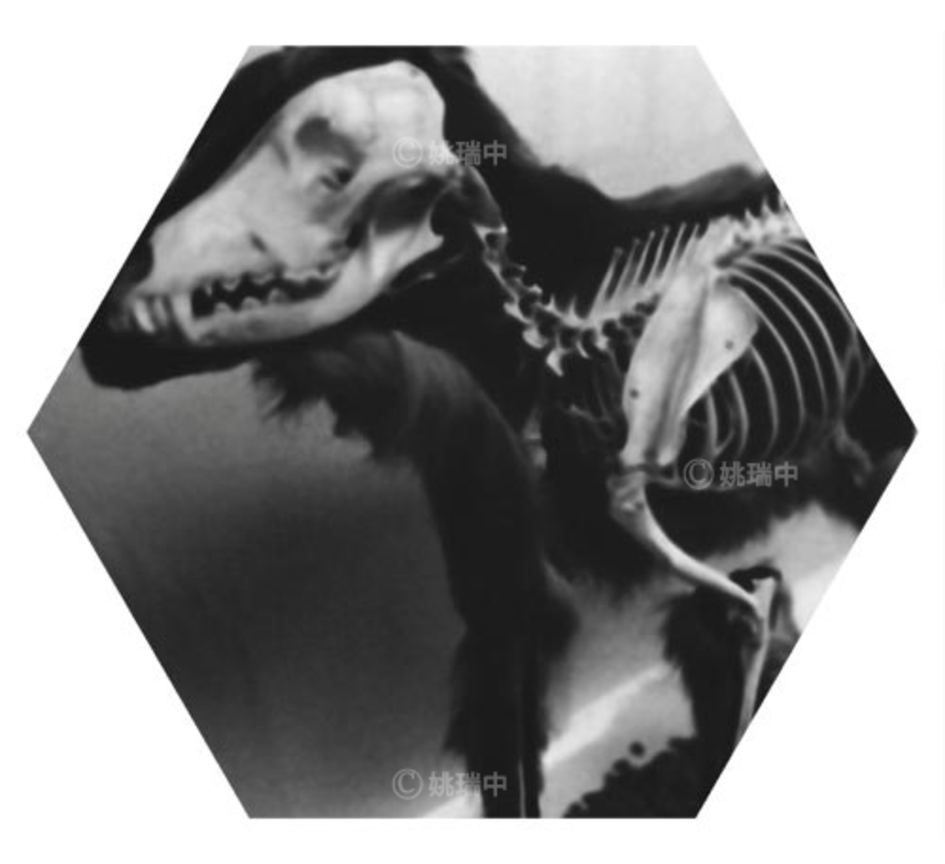 090 拷貝