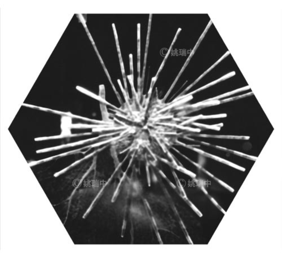 086 拷貝