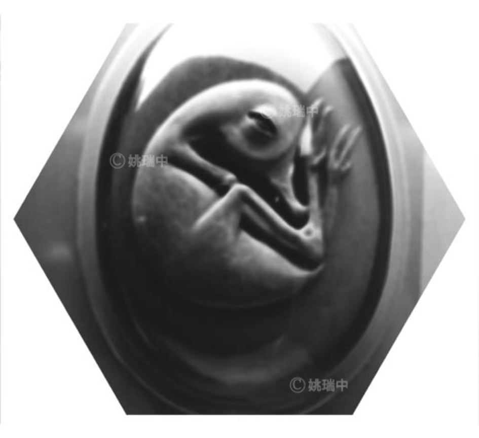 081 拷貝