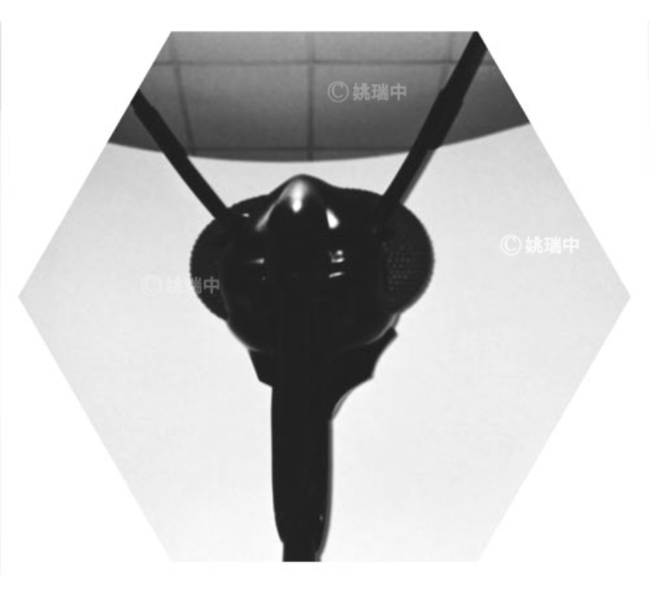 040 拷貝