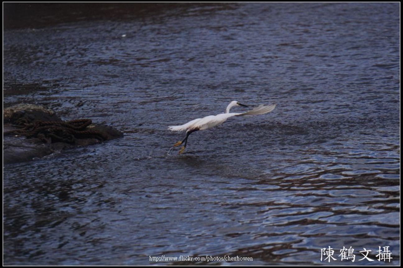 Flying Bird
