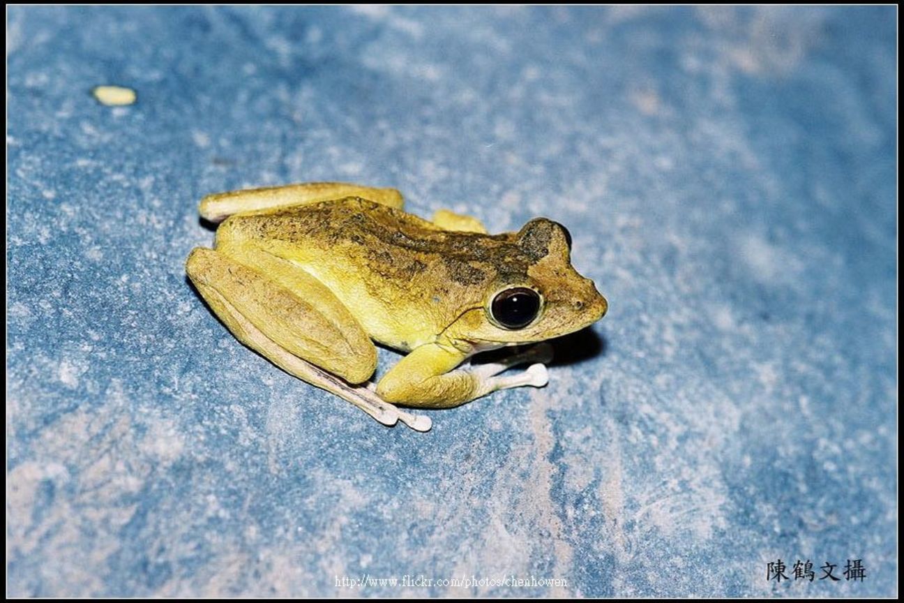 Frog-01