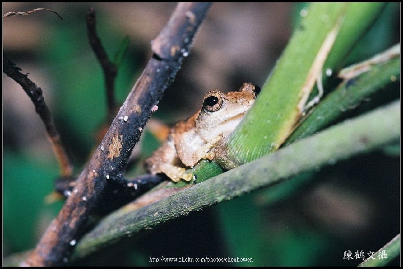 Frog-03