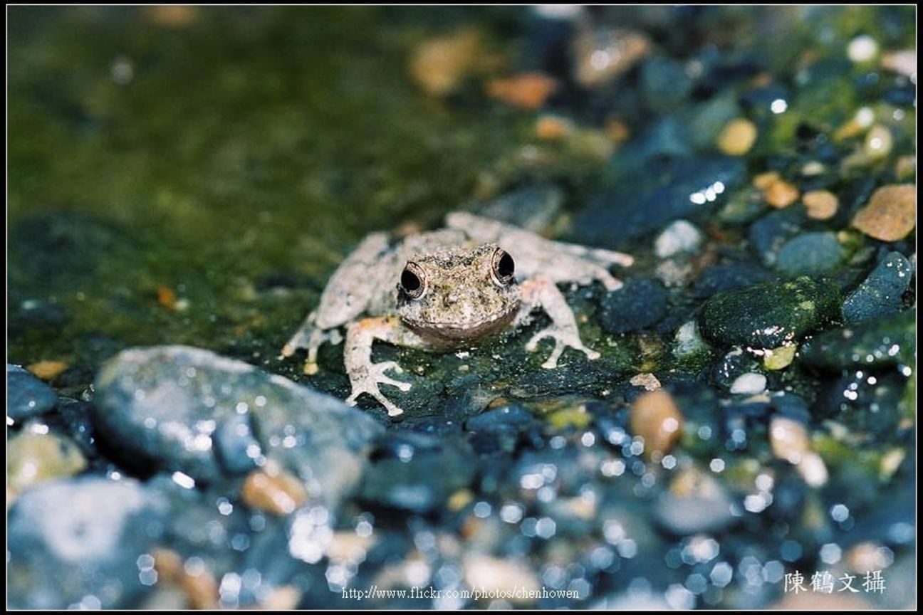Frog-02
