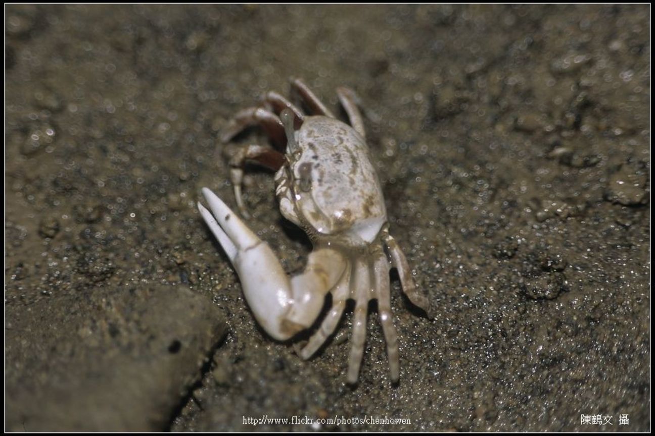 Crab-04_螃蟹