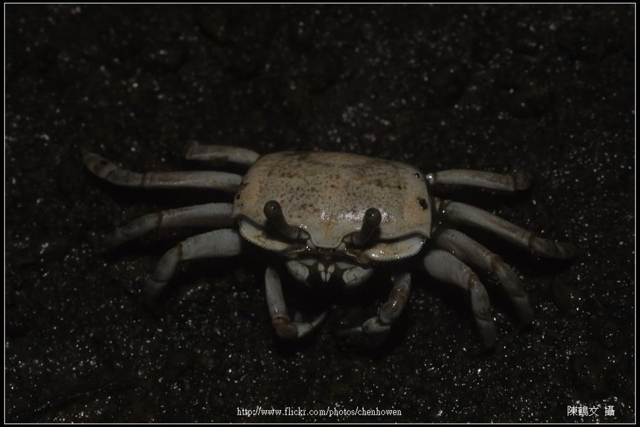 Crab-09_螃蟹