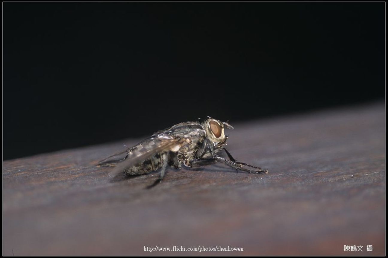 Fly-01