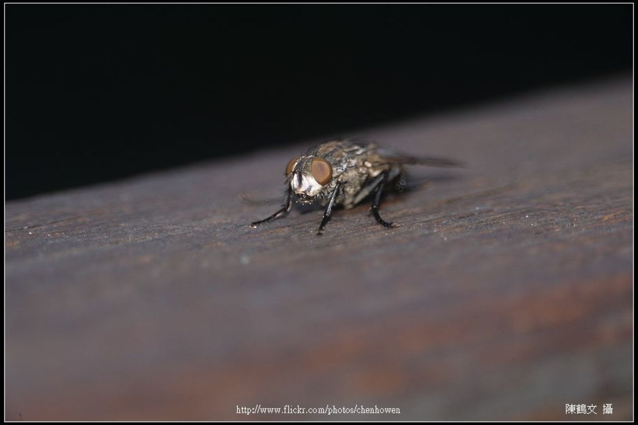 Fly-02