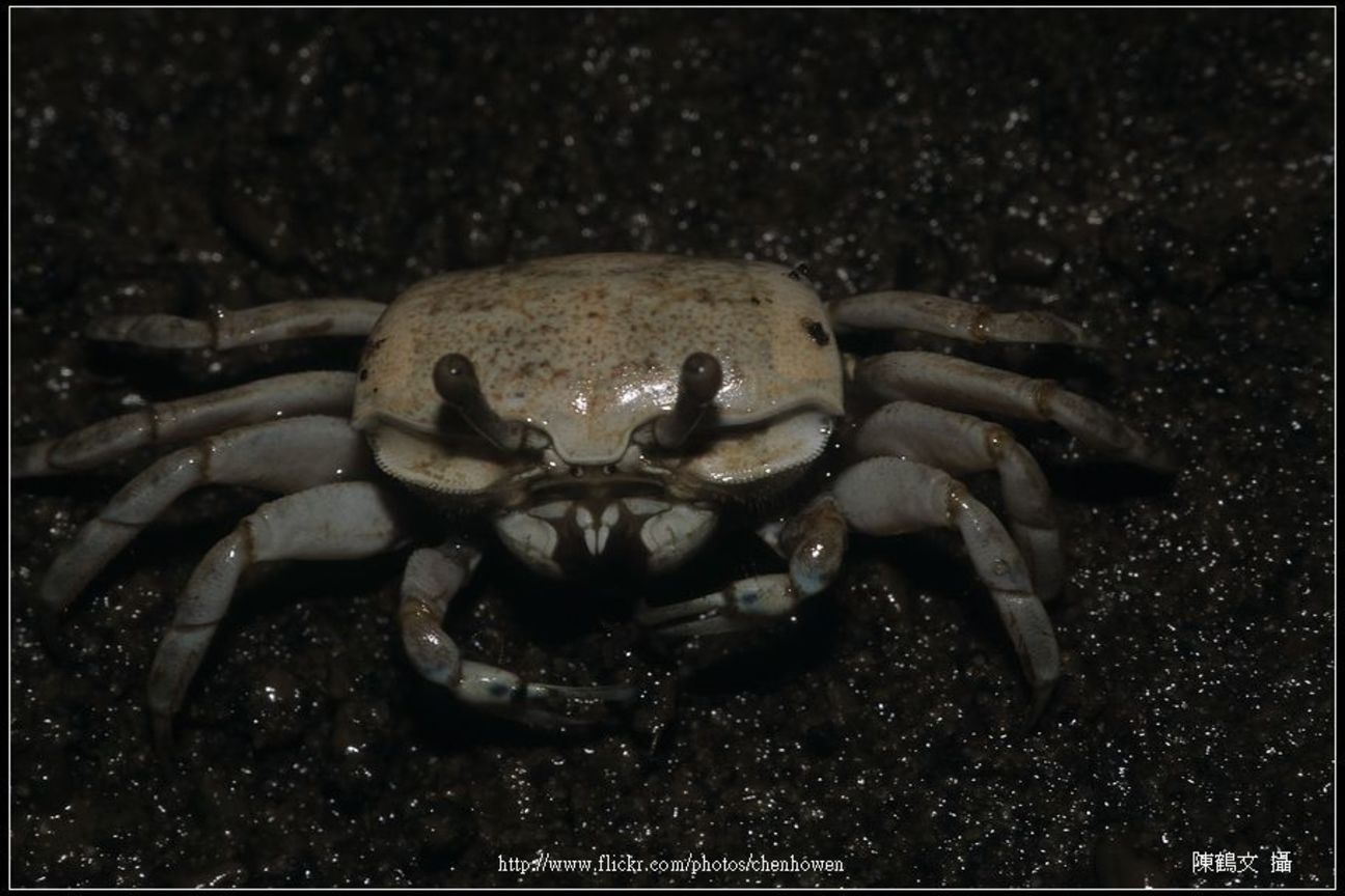 Crab-08_螃蟹