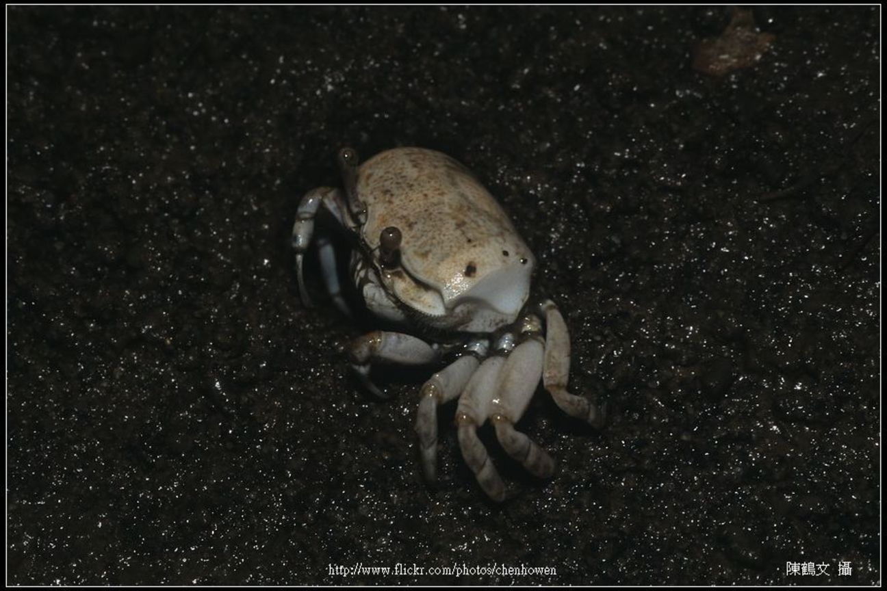 Crab-06_螃蟹