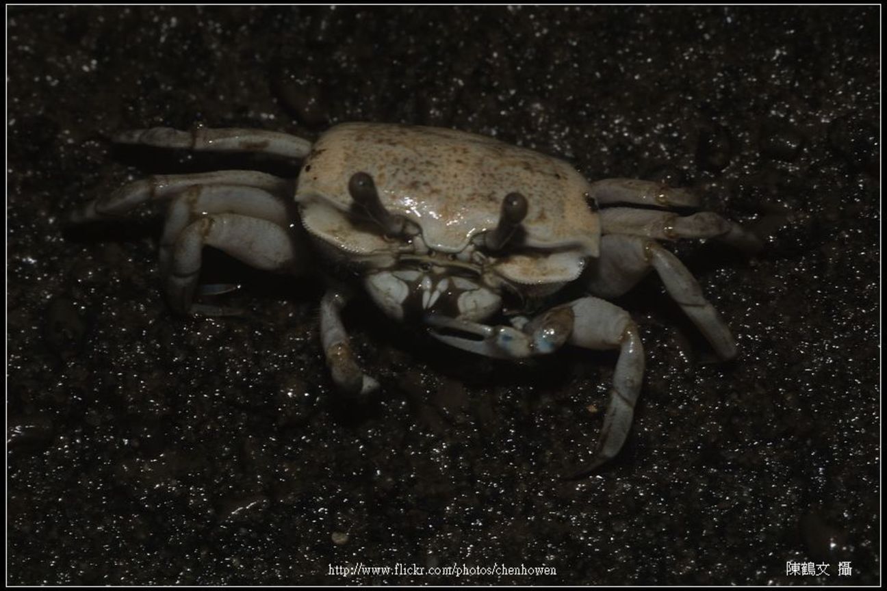 Crab-07_螃蟹