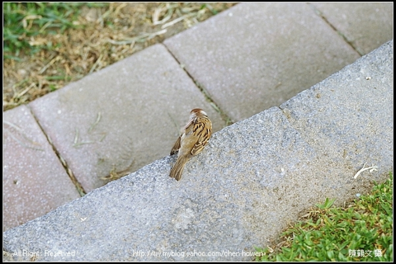 麻雀