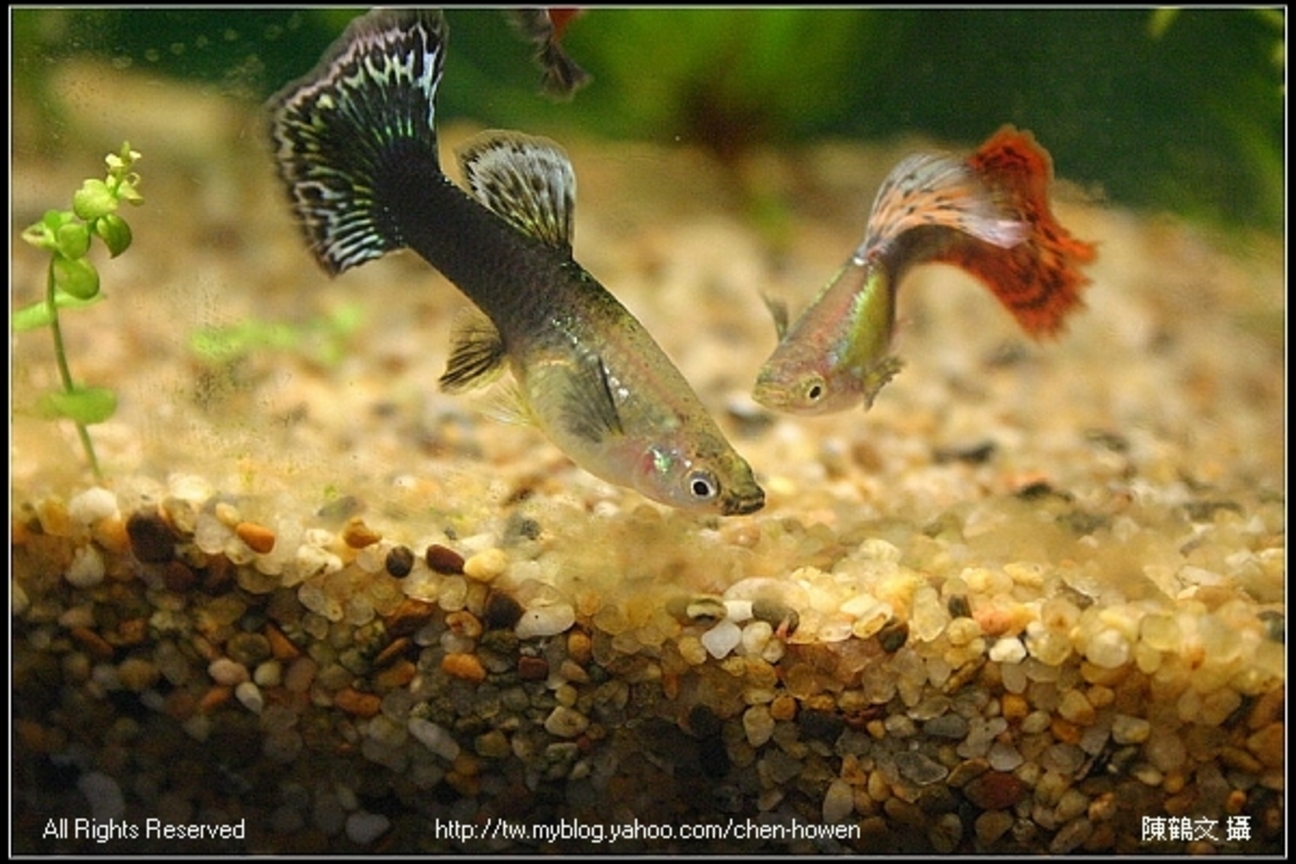 孔雀魚