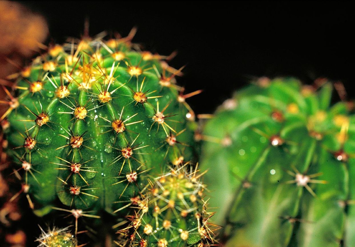 仙人掌 Cactus Leica 100mm macro