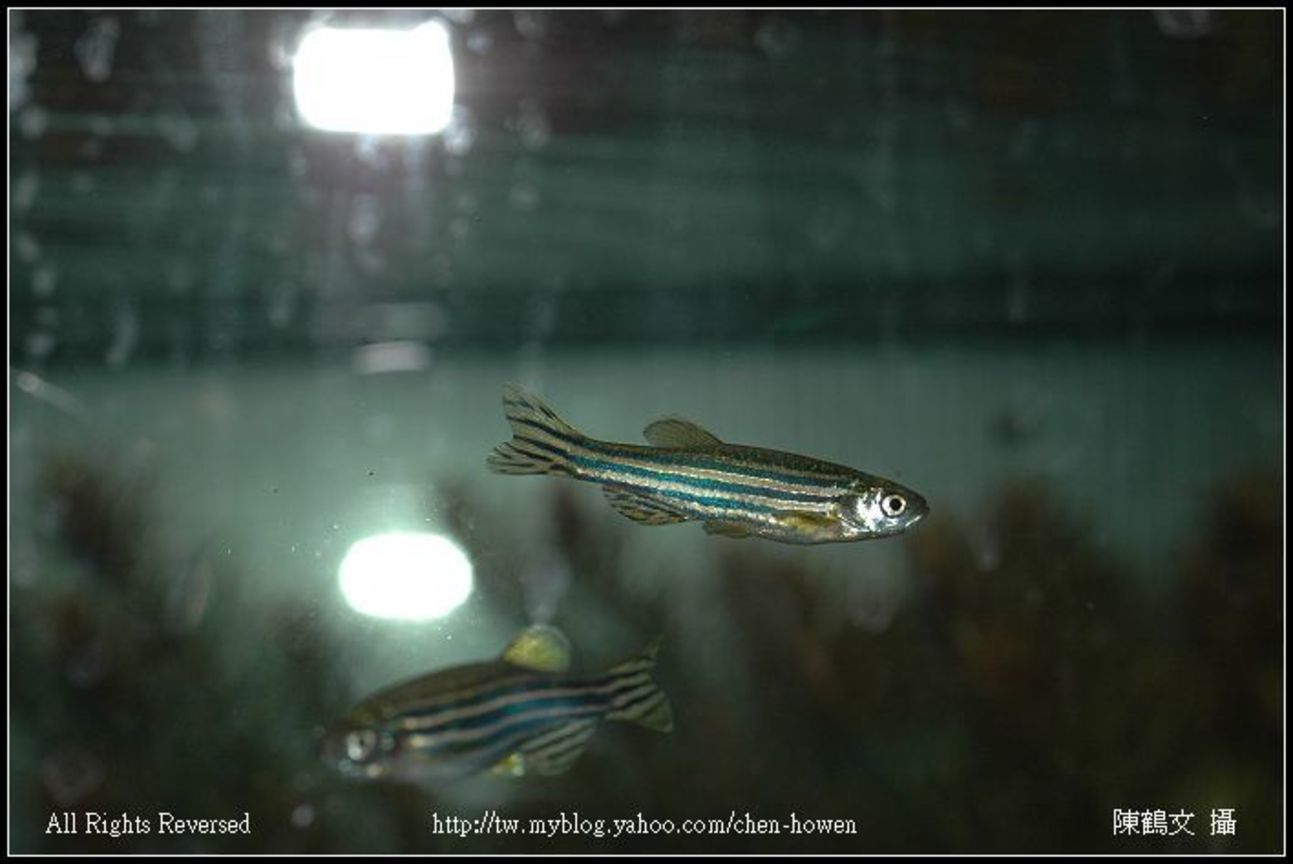 公斑馬魚 Male Zebrafish-02