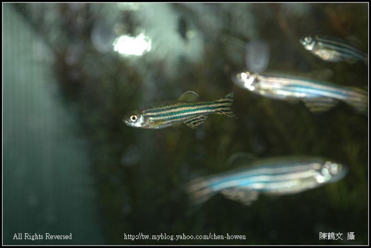 公斑馬魚 Male Zebrafish-04
