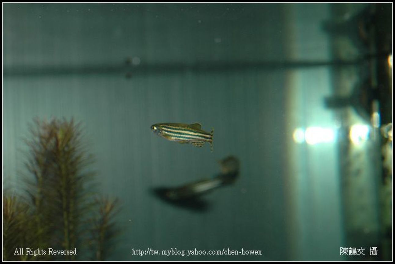公斑馬魚 Male Zebrafish-03