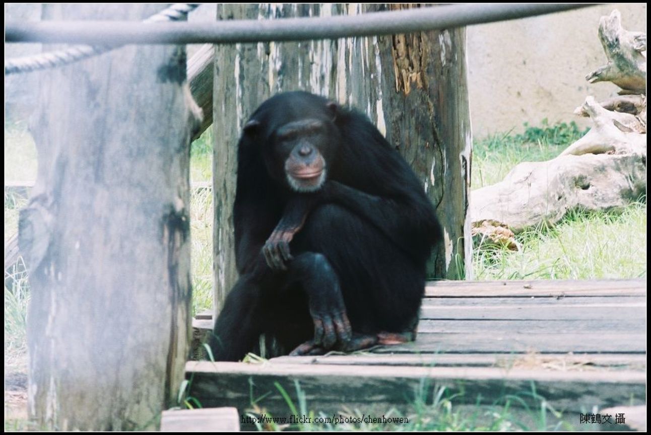 動物（學名待查）-0317-01