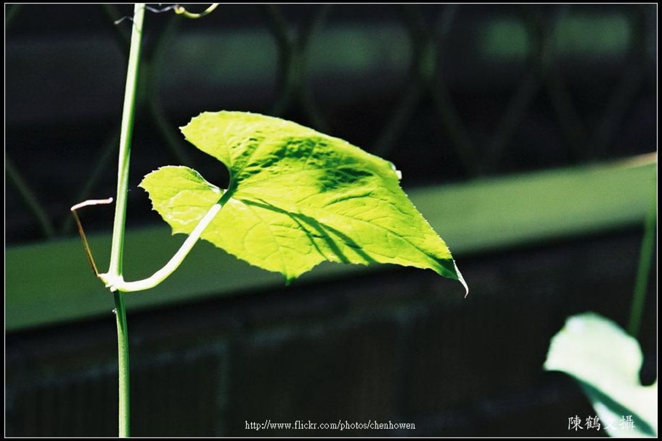 葉子 leaf