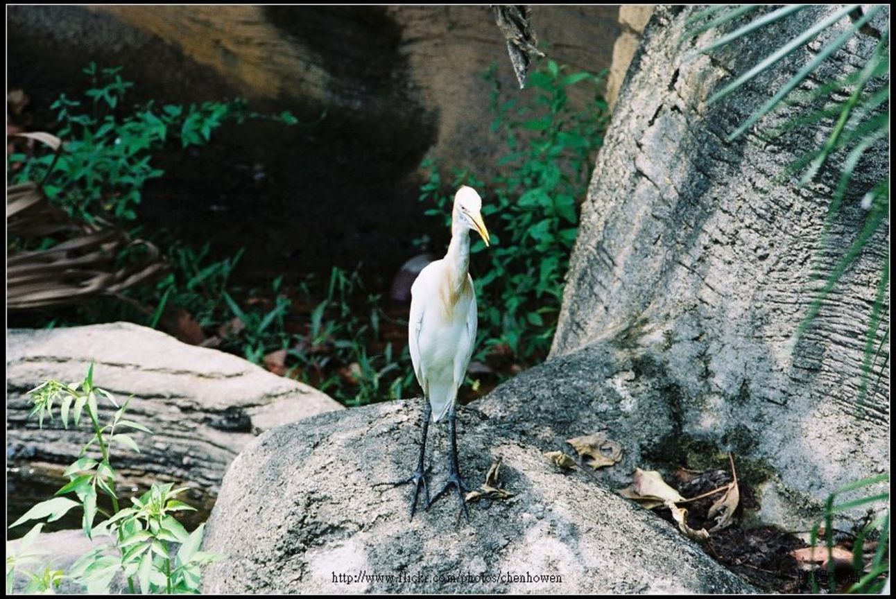 鳥 （學名待查）-0317-04 Bird