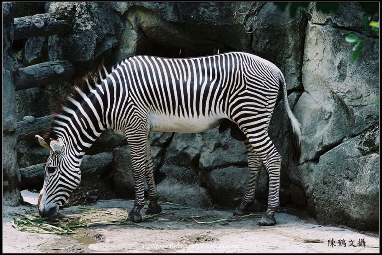 斑馬 zebra