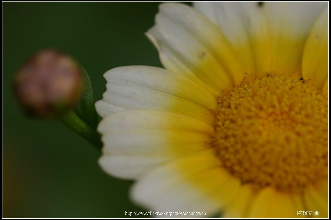 菊花-01