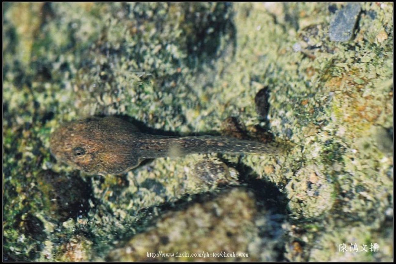 蚵蚪 tadpole