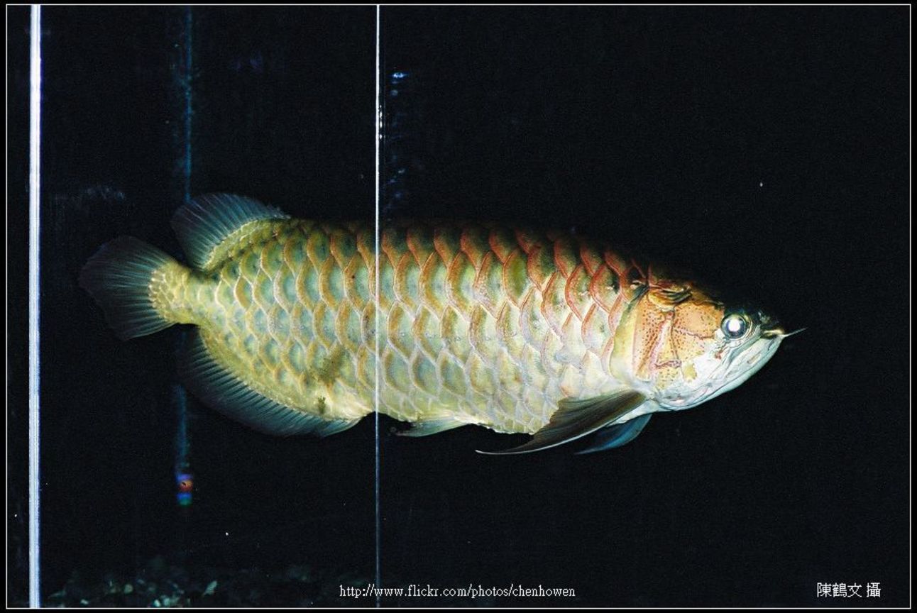 魚（學名待查）-0317-03 Fish