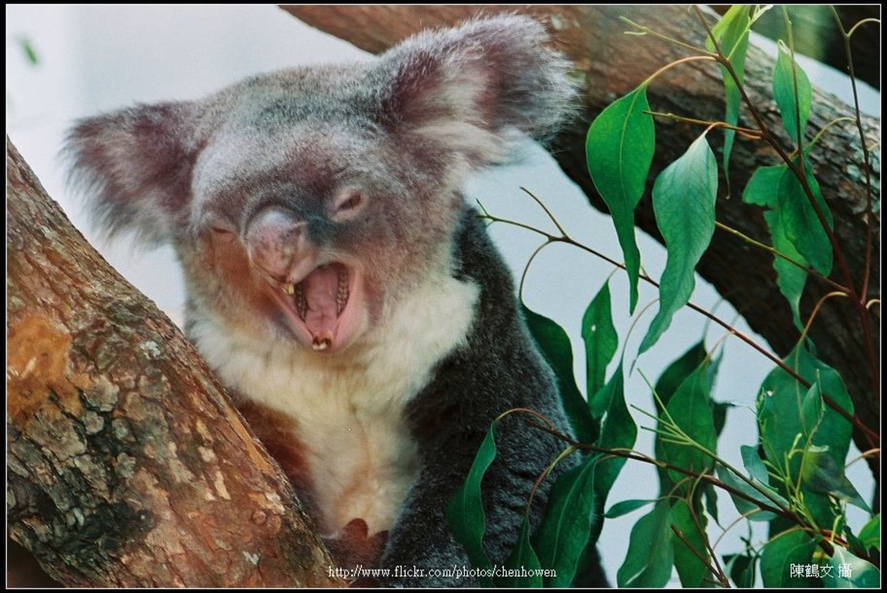 無尾熊-05 Koala