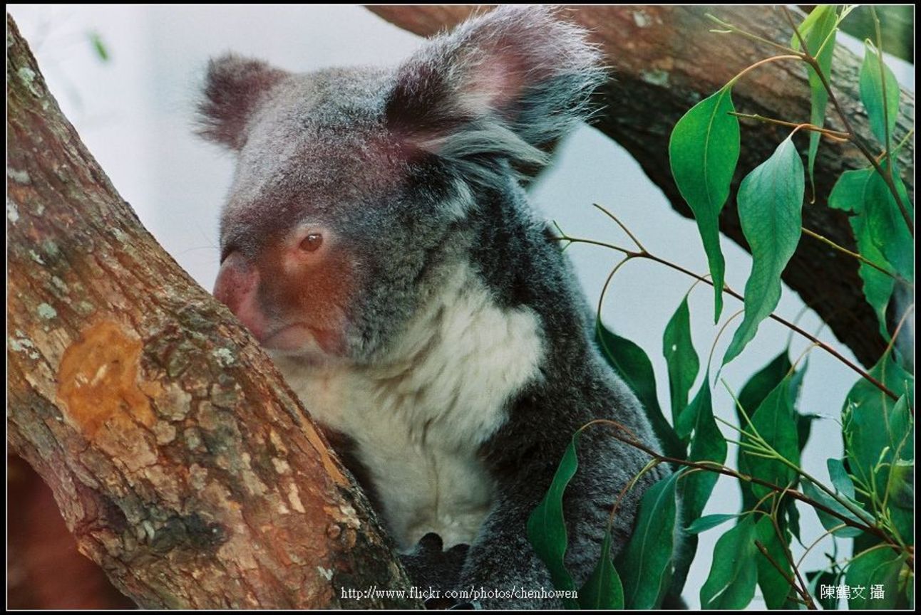 無尾熊-04 Koala
