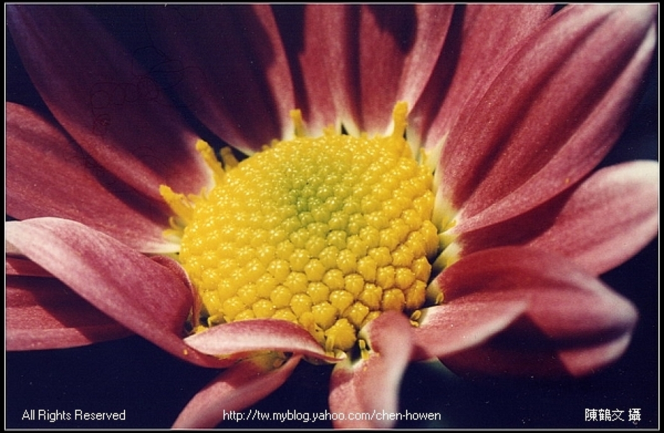 菊花-02