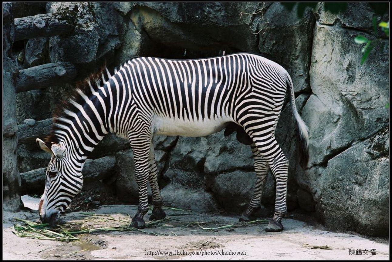 斑馬 Zebra