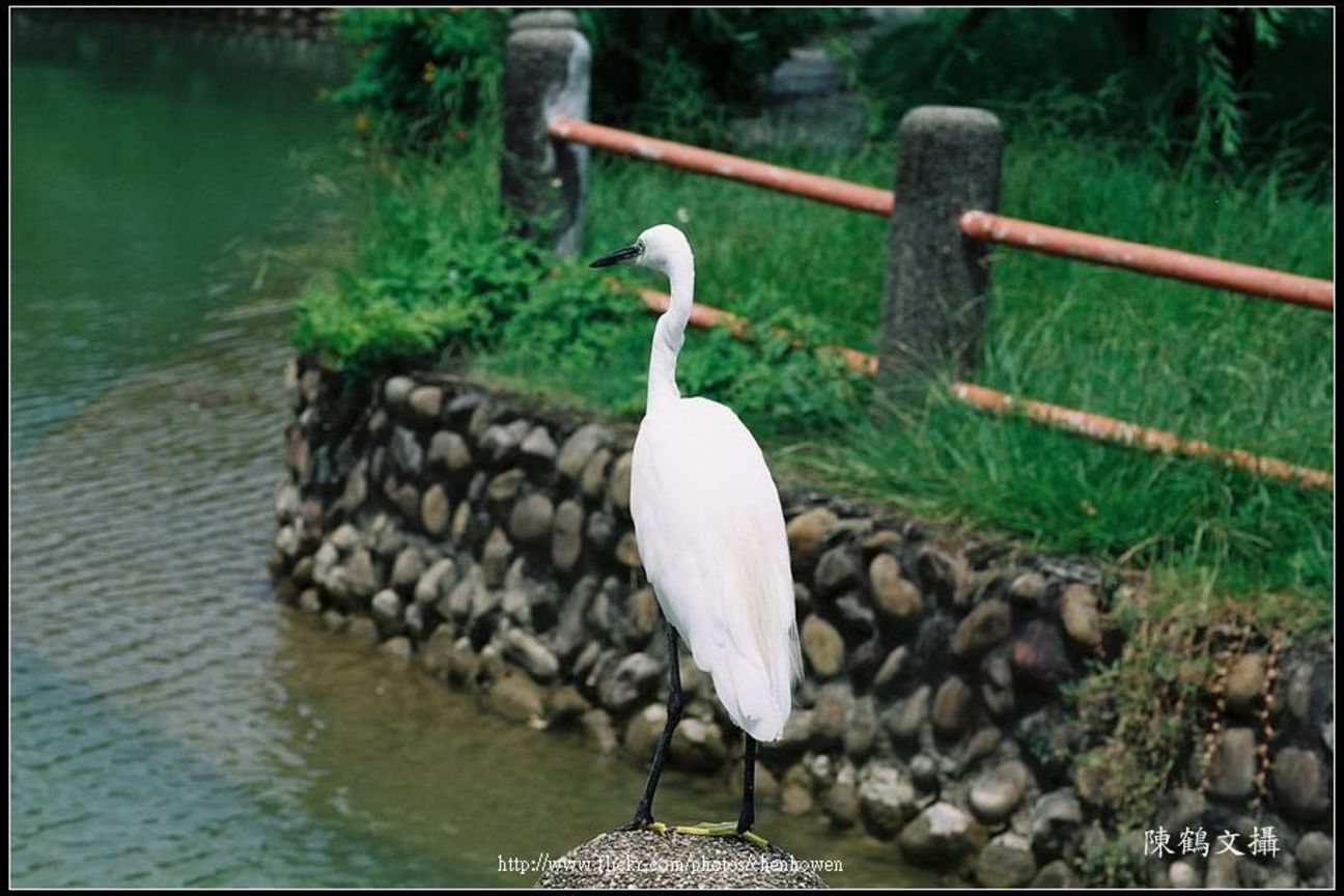 鳥 bird