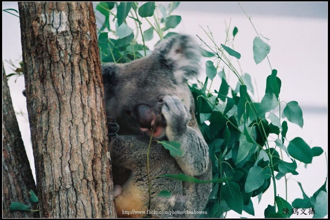 無尾熊-02 koala