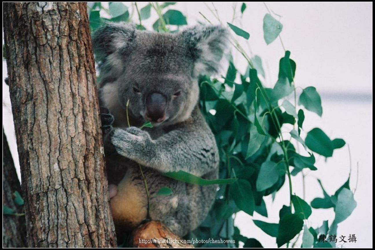 無尾熊-01 Koala