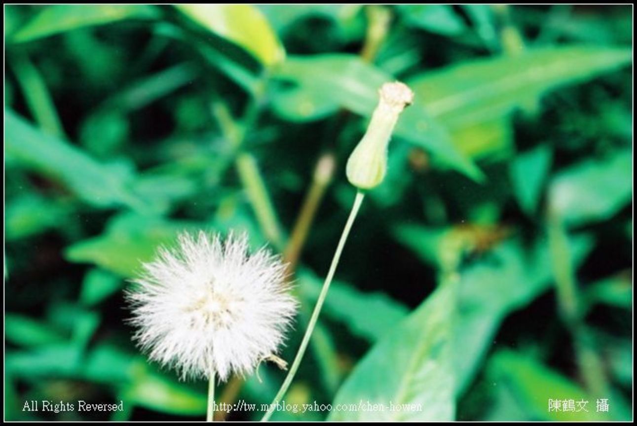 植物（學名待查）-1210-01