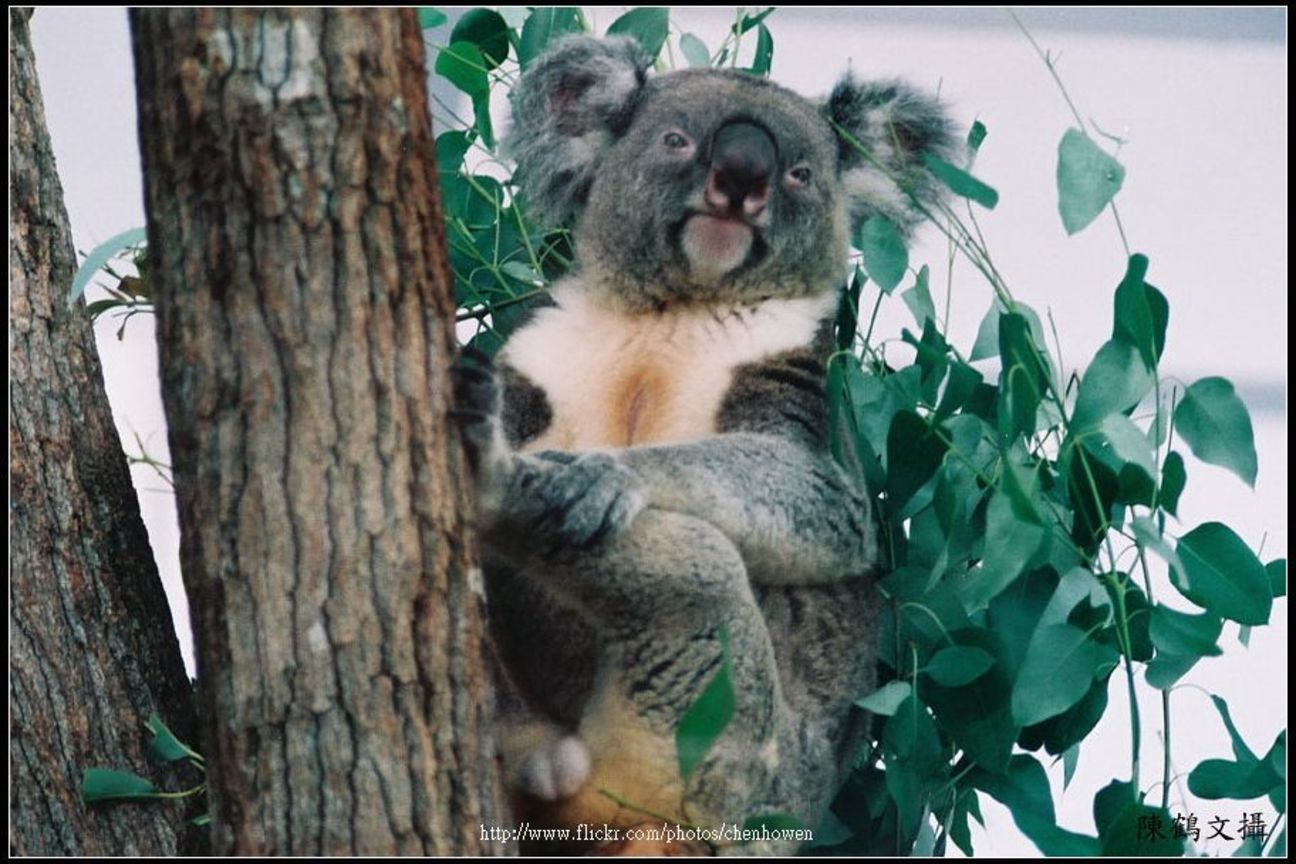 無尾熊-03 koala