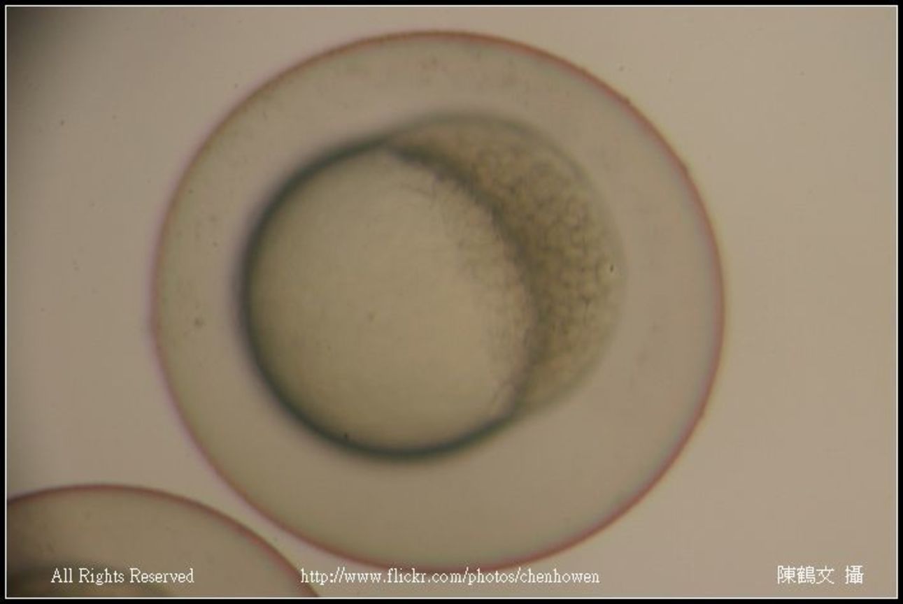 zebrafish embryo 128-1000 cell
